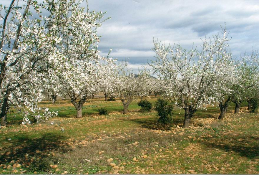 Amandiers en fleurs